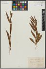 Foto von Salix acutifolia Willd.